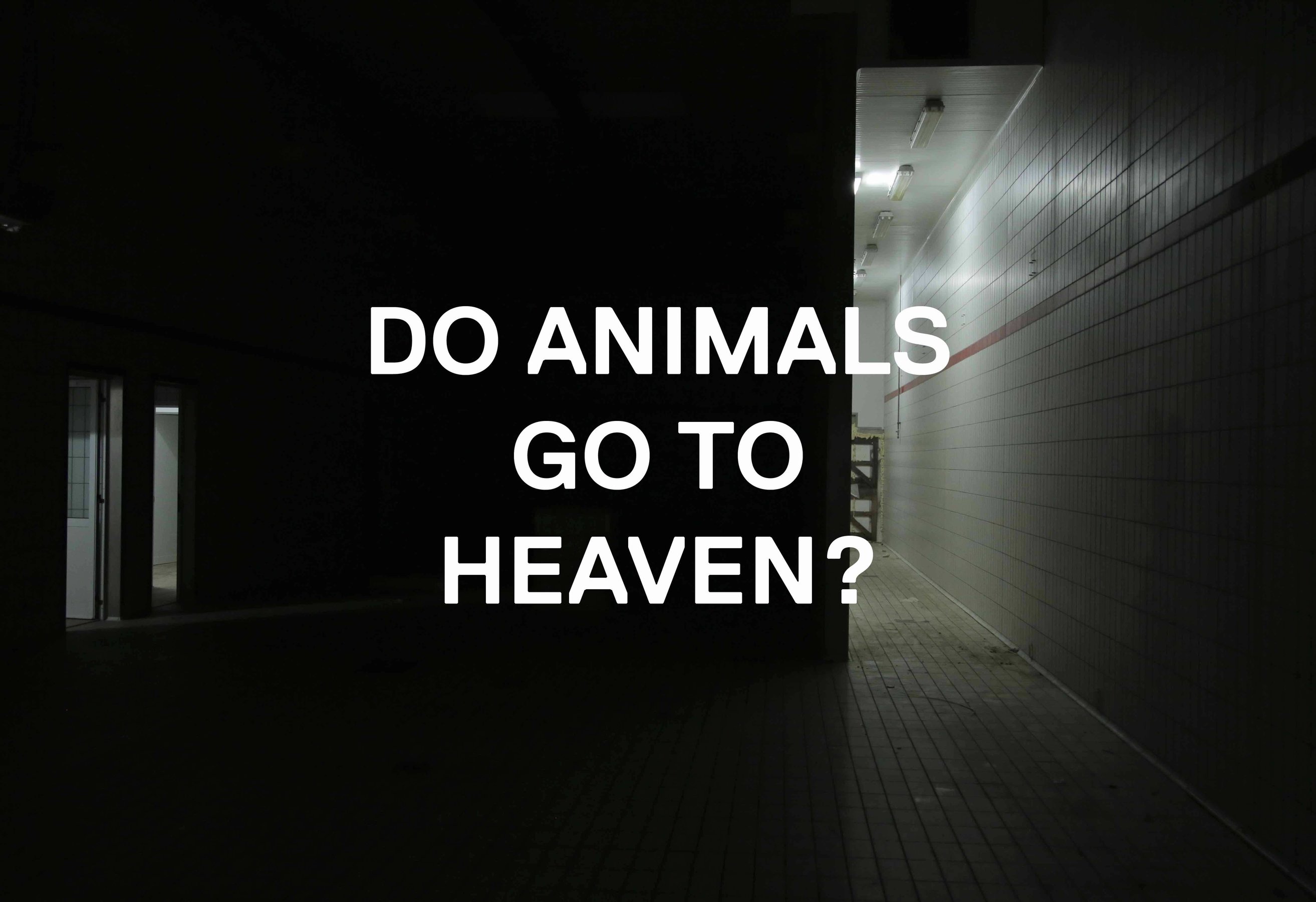 Do Animals...? 