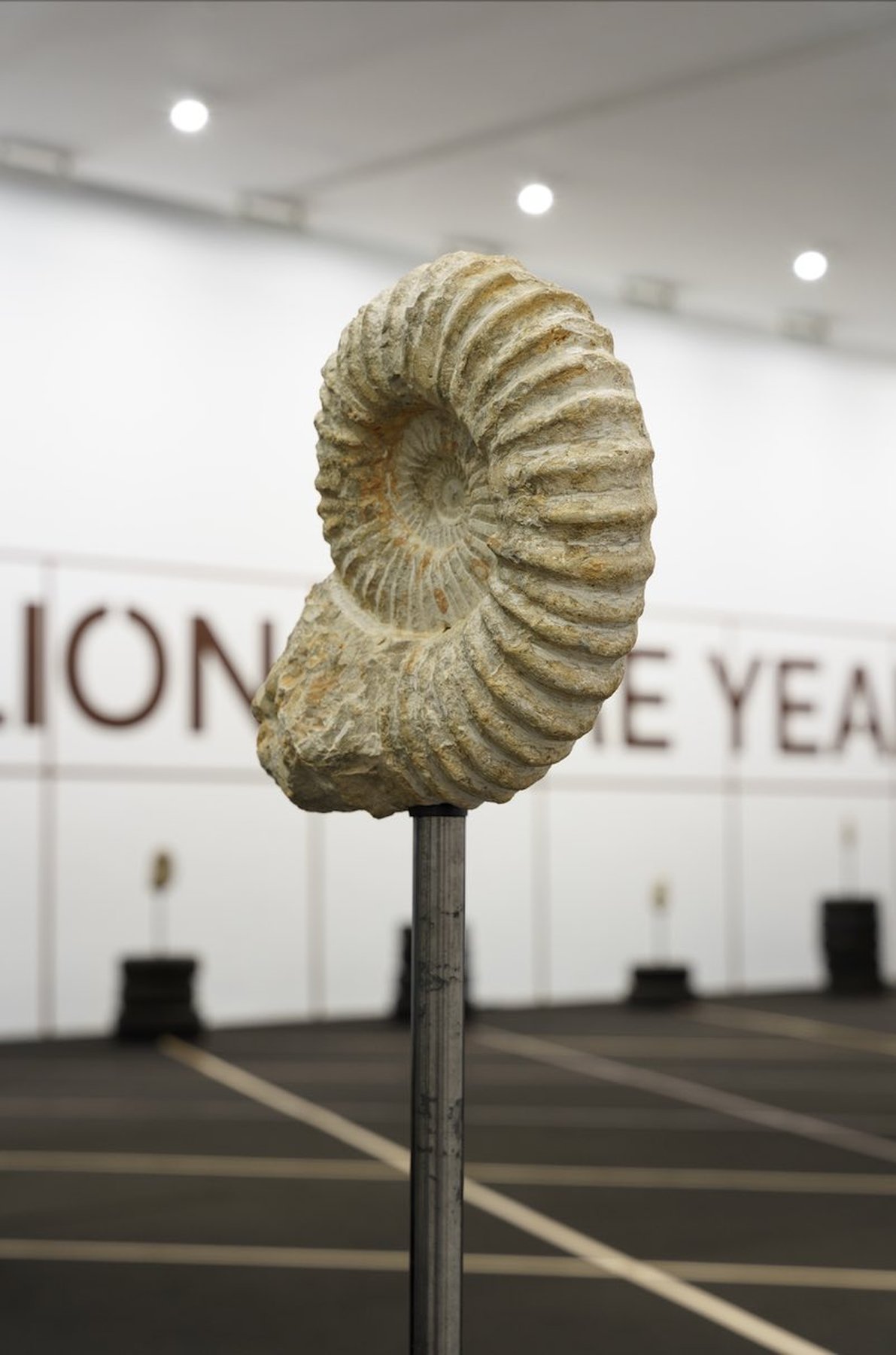 Jonas Staal WE DEMAND A MILLION MORE YEARS (small sculpture), 2022 ​​​​​​​Ammonite fossils of approximately 100 million years old, metal rods, hardened oil, 2 defunct car tires