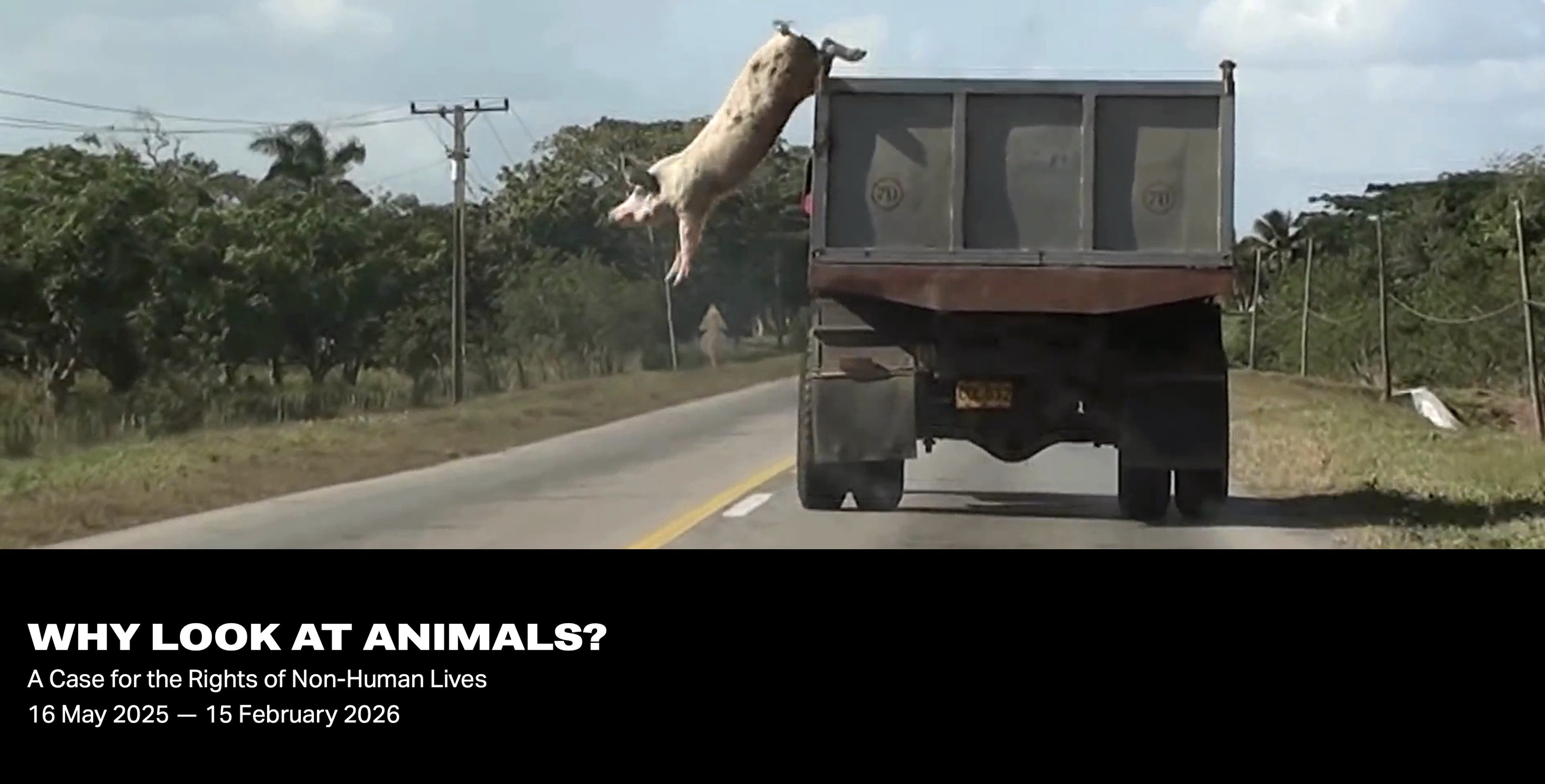 WHY LOOK AT ANIMALS?, A Case for the Rights of Non-Human Lives WHY LOOK AT ANIMALS?, A Case for the Rights of Non-Human Lives